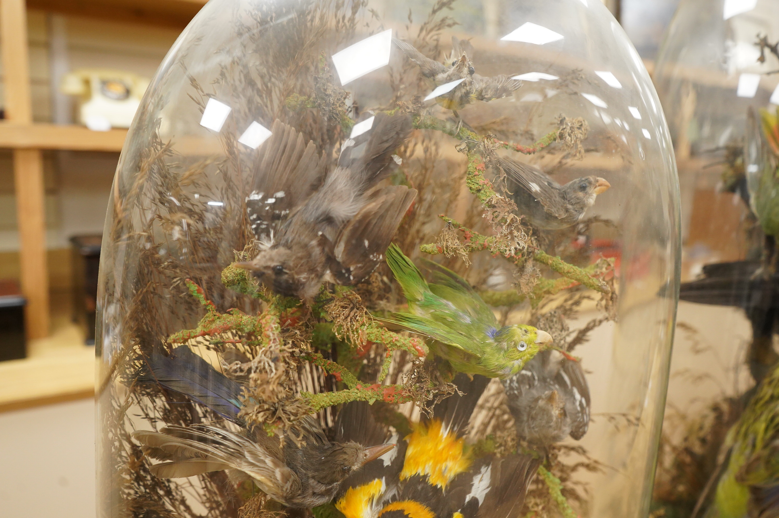 A Victorian taxidermy display of exotic birds including a Venezuelan Troupial, finches, etc., contained within a domed case with ebonised base, 57cm high, 35cm wide